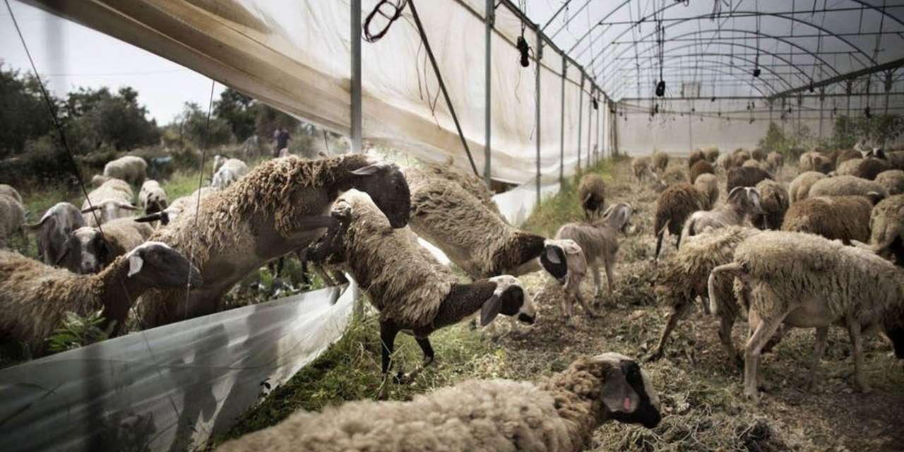 salgin alarmi yuz binlercesi meleye meleye can verdi xvzAr9Ge