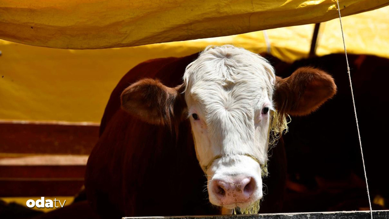 sap hastaligina karsi seferberlik 44 ilde hayvan pazari acildi ecnH2ILl