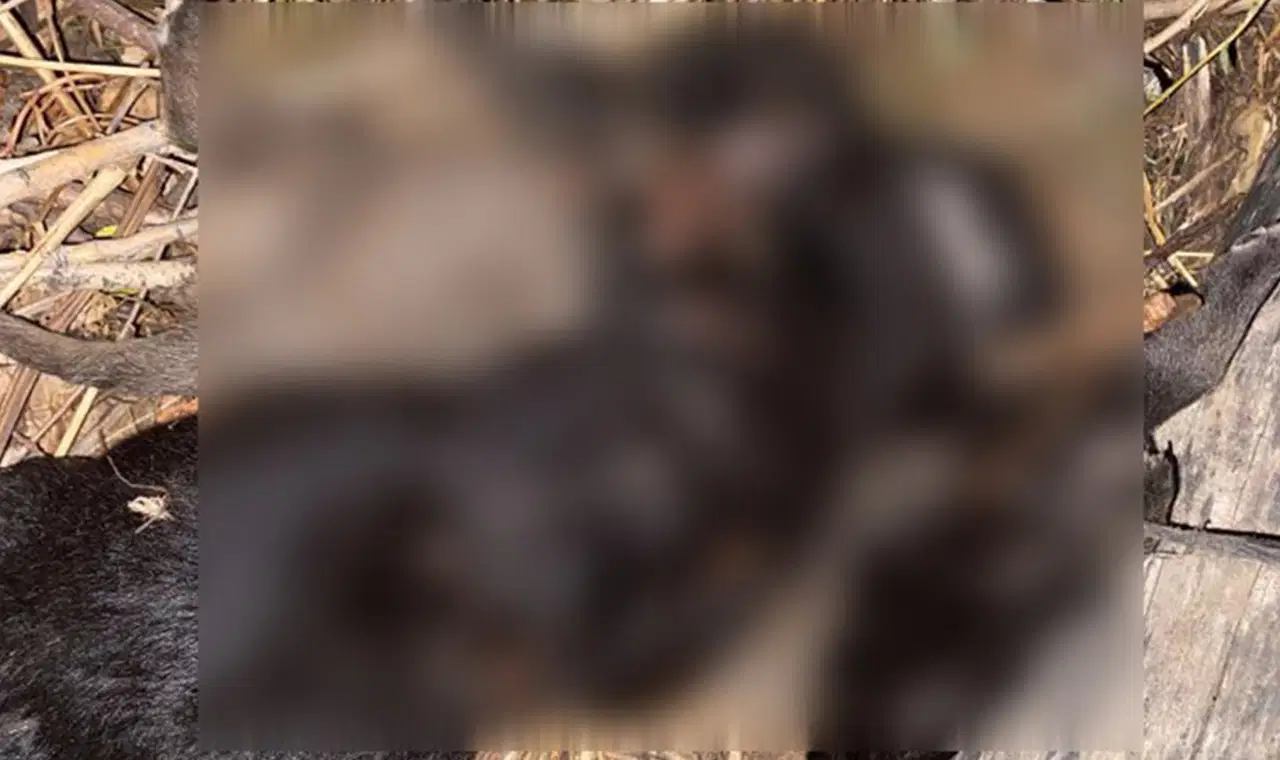 tokatta 4 yavru kopegin olum nedeni belli oldu vraKn4cg