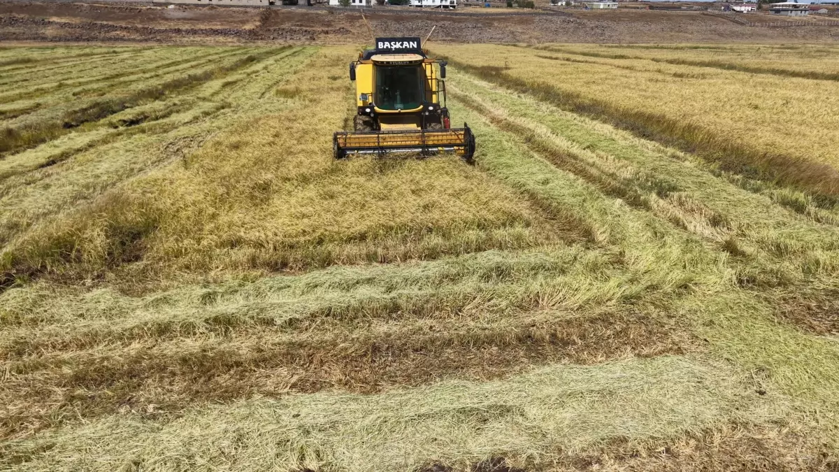 diyarbakirda organik pirinc uretimi TpsyXuFv