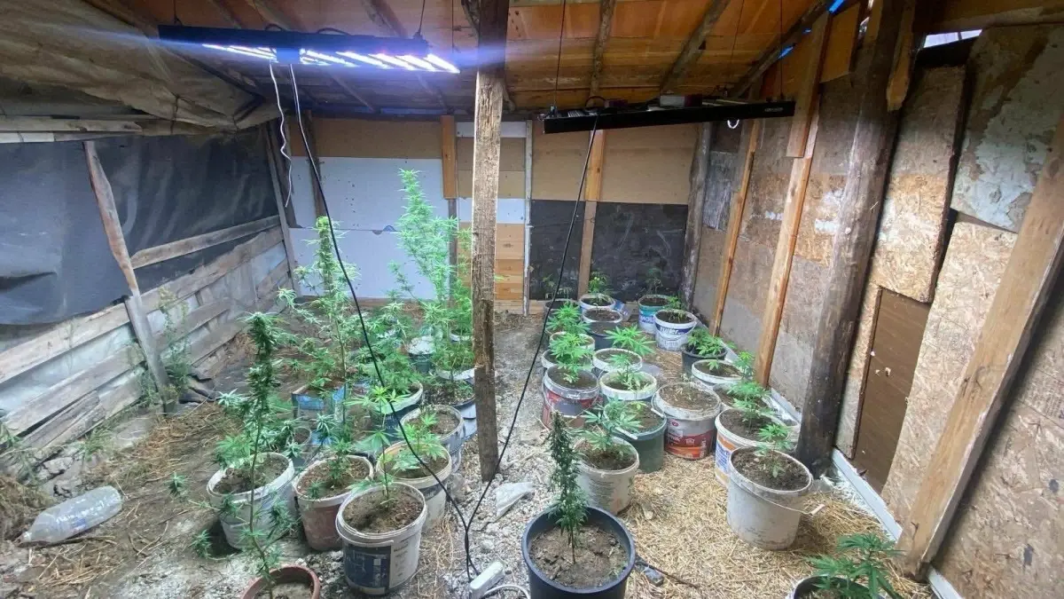 kusadasinda hint keneviri yetistiren iki supheli yakalandi JxWztyTu