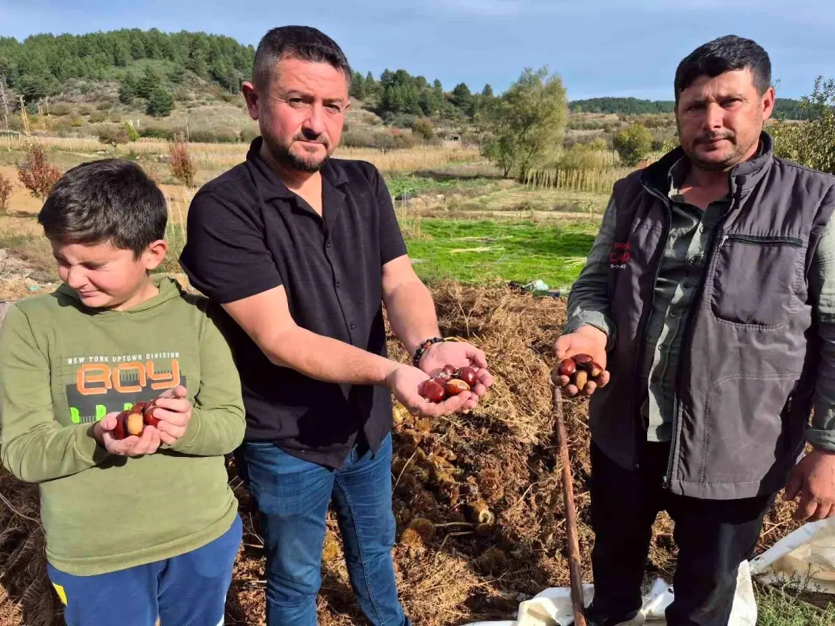 buldanda kestane hasadi basladi jGrMHMnI.jpg