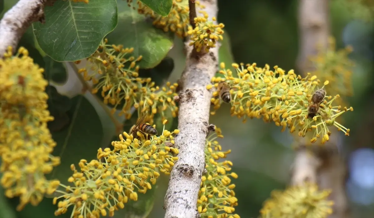 Mersin Silifke’de Keçiboynuzu Balı Hasadı Başladı
