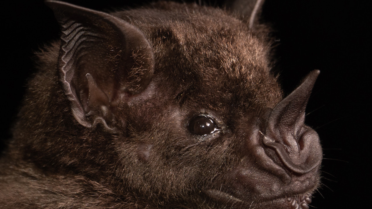 yeni koronavirus salgini alarmi basrolde yine yarasalar var tO7r2XtX.jpg