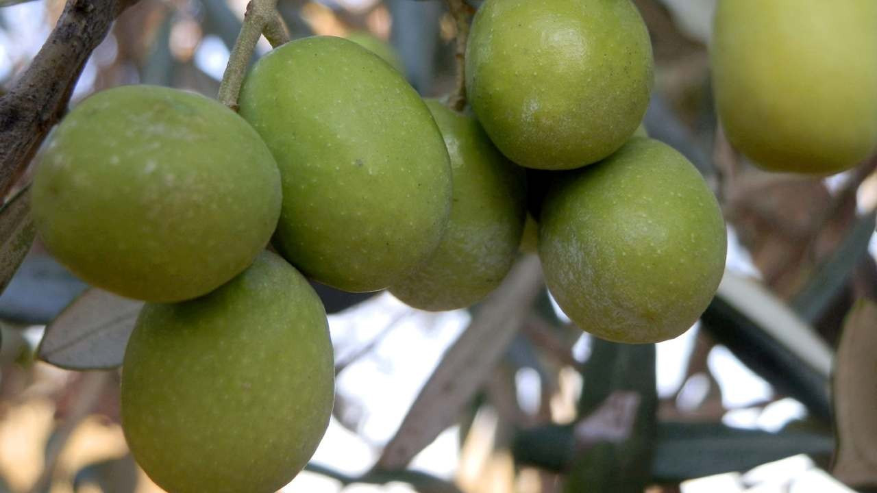 Zeytin ve zeytinyağında fiyatlar üreticinin yüzünü güldürdü